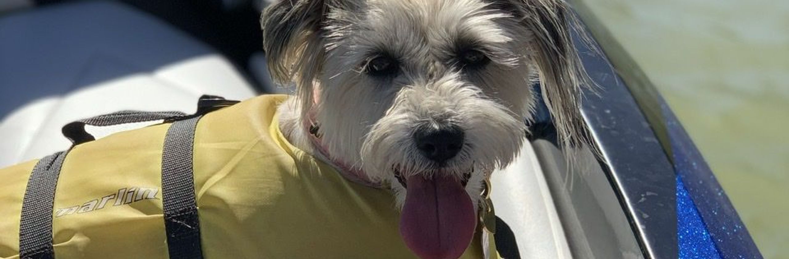 Small dog wearing a life jacket on an inflatable boat