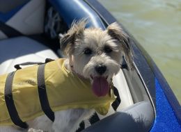 Small dog wearing a life jacket on an inflatable boat