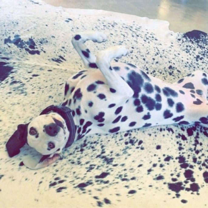 Happy black and white spotted dog sprawled on it's back and camouflaging with a black and white carpet