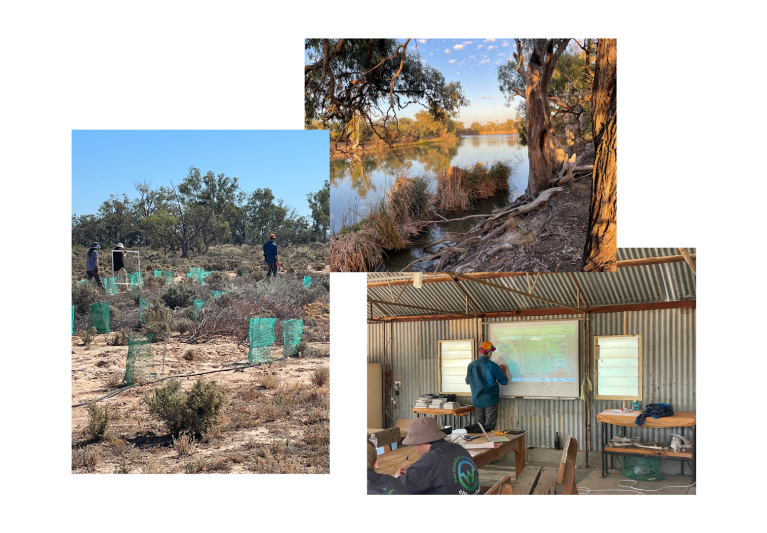 Image collage from time at Calperum Station including the scenery, density mapping, and learning from scientists.