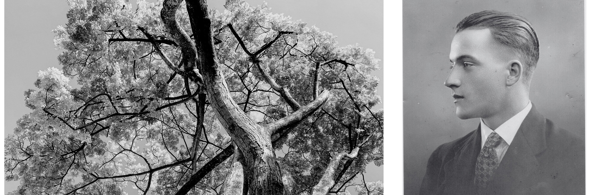 Black and white photo of trees and young photo of George Alexander.