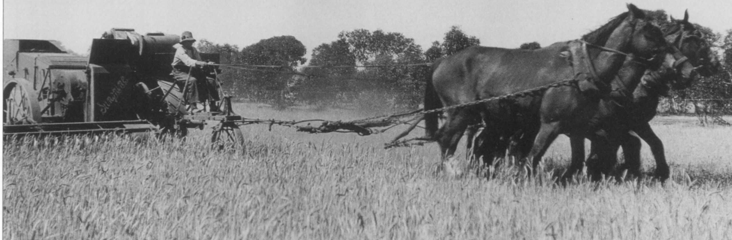 Black and white photograph of wheat harvester drawn by 3 horses