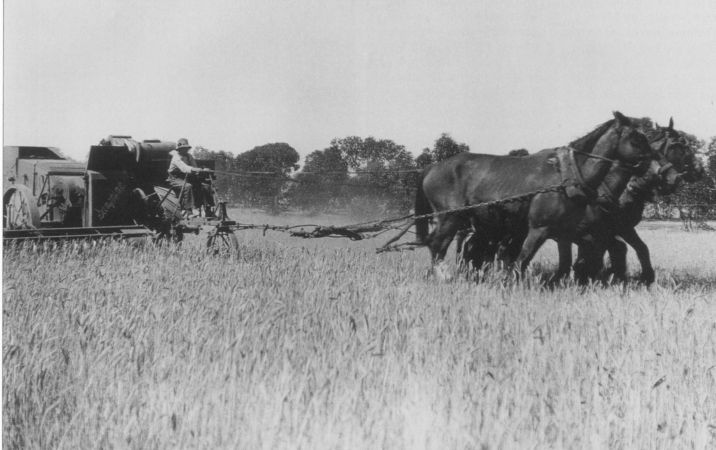 Black and white photograph of wheat harvester drawn by 3 horses